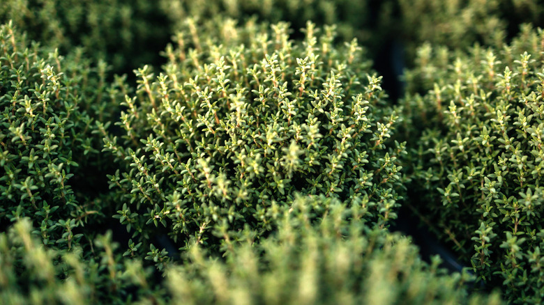 Thyme bushes in garden