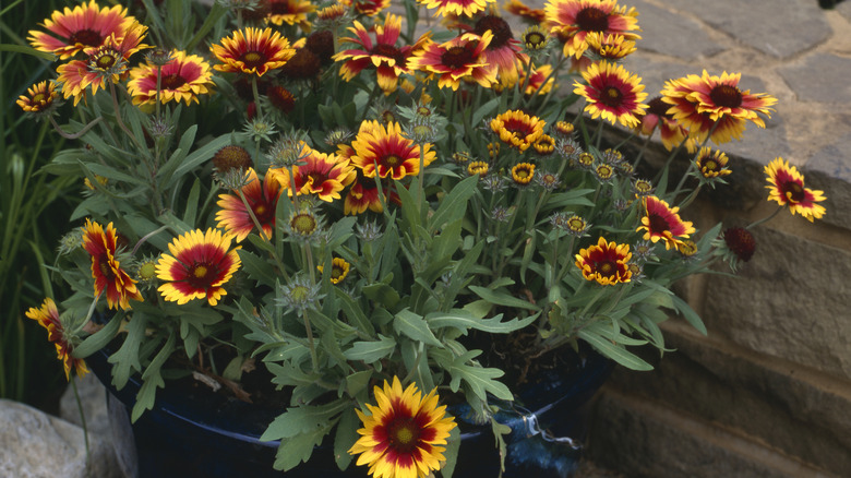 Red and yellow blanket flowers in pot.