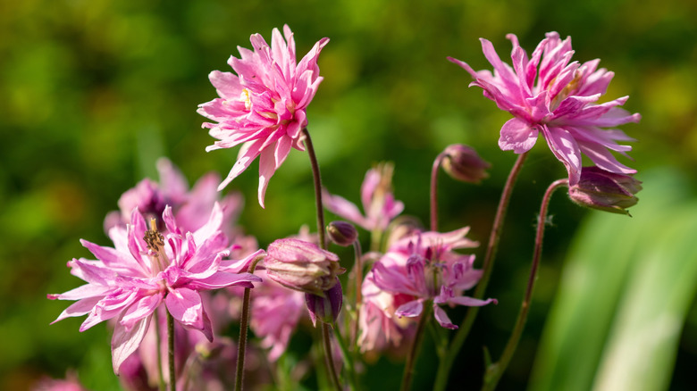 Pink Barlow columbines in bloom.