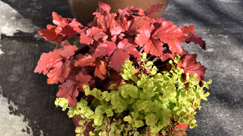 Rust coral bells in pot with creeping Jenny.