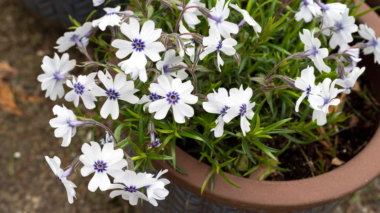 Creeping phlox in container.