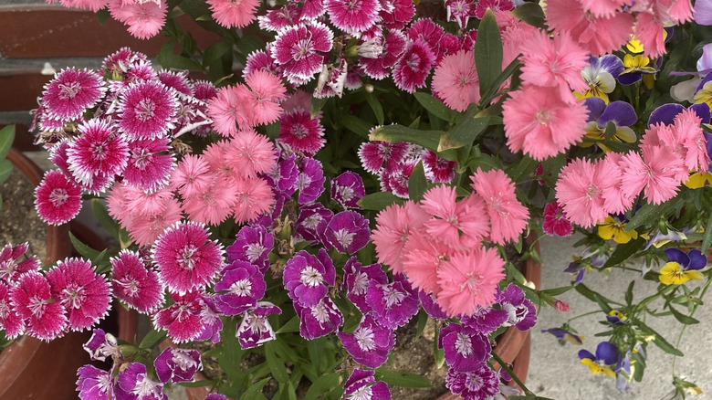 Close up of dianthus blooms growing in container.