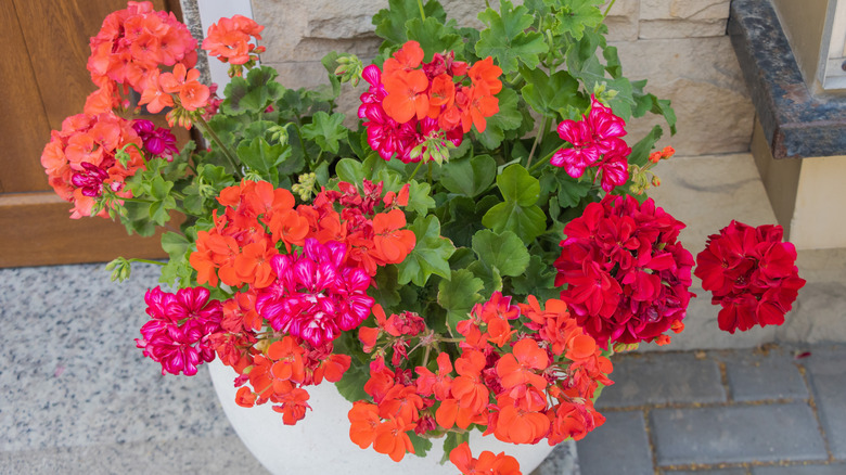 Colorful geraniums in white pot.