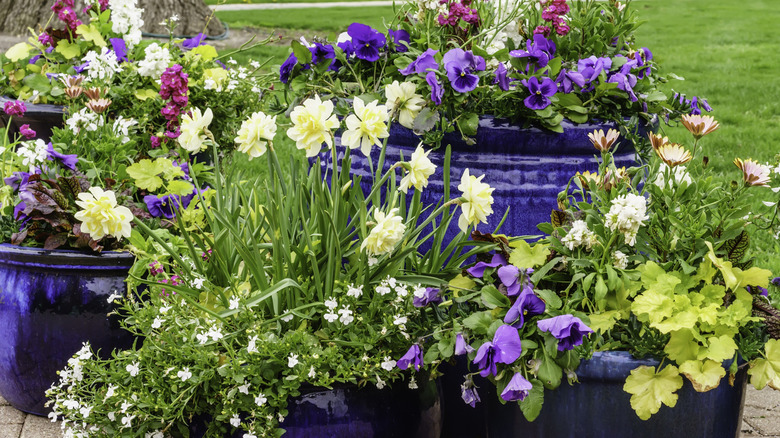 Spring flowers in glazed blue pots on a patio.