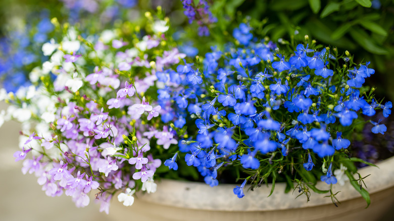 Lobelia blooming in container.
