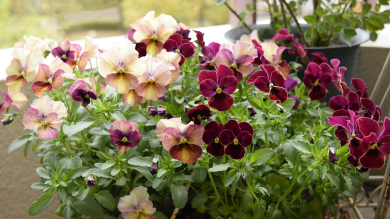 Pansies in maroon and peach shades.
