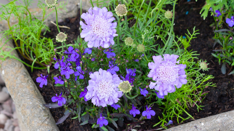 Scabiosa in stone container with lobelia