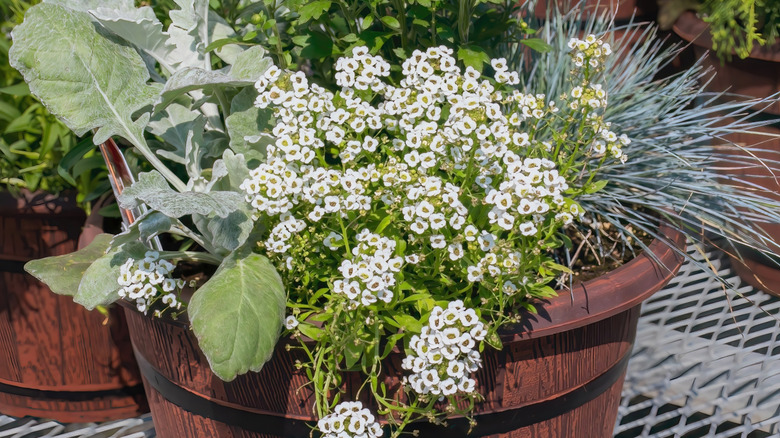 Container planting with various plants including white sweet alyssum.