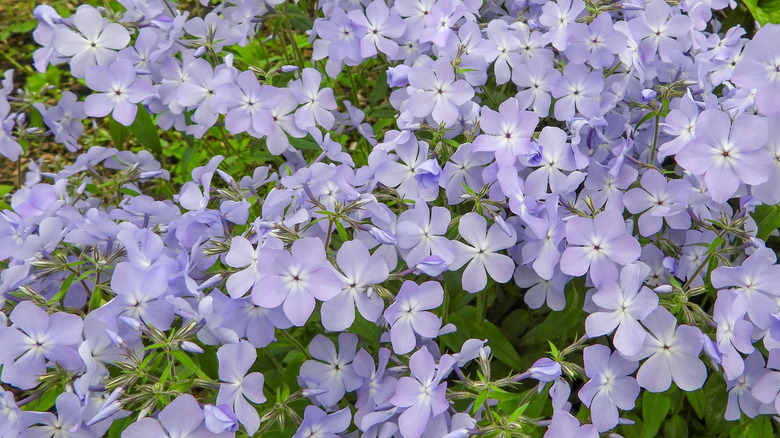 Woodland phlox in bloom.