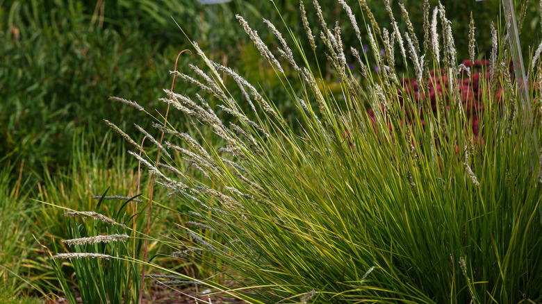 Autumn moor grass growing in a garden