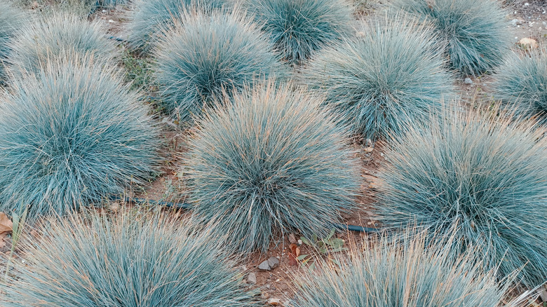 Blue fescue grass growing in clumps in a garden