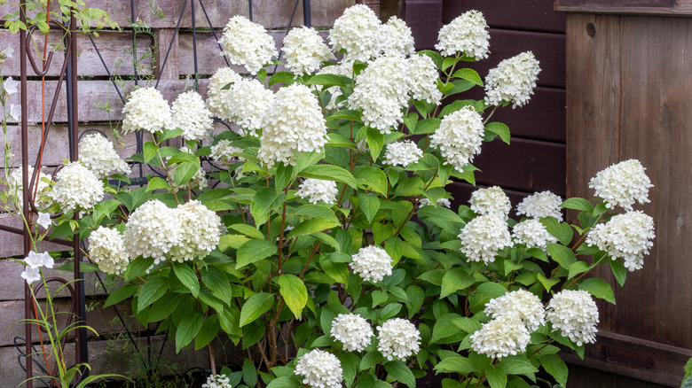'Little Lime' hydrangea blooming with a house in the background