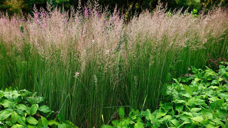 Feather reed grass 'Karl Foerster' planted in a garden