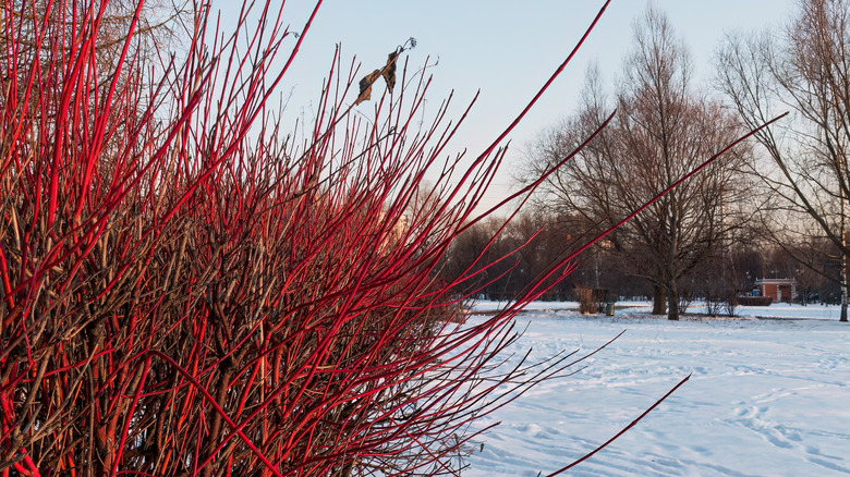 Red dogwood branches in foreground with snowy landscape in background