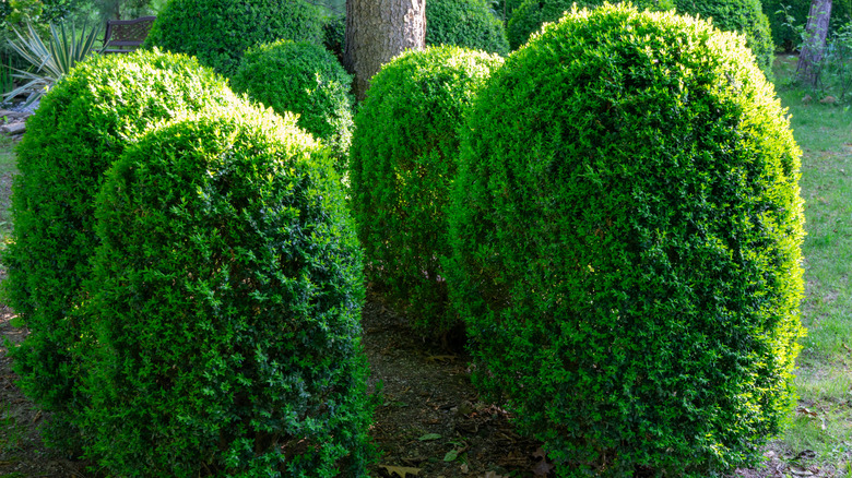Boxwood shrubs neatly trimmed in a row in landscaping design
