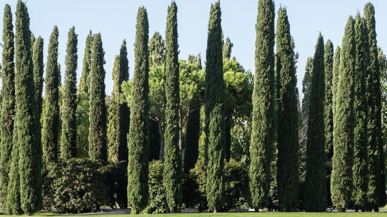 Mediterranean cypress trees planted with grass in the foreground