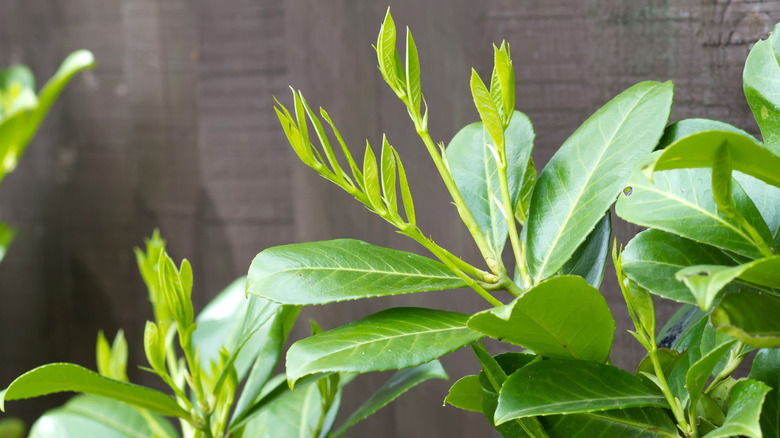 Skip laurel hedge showing new growth