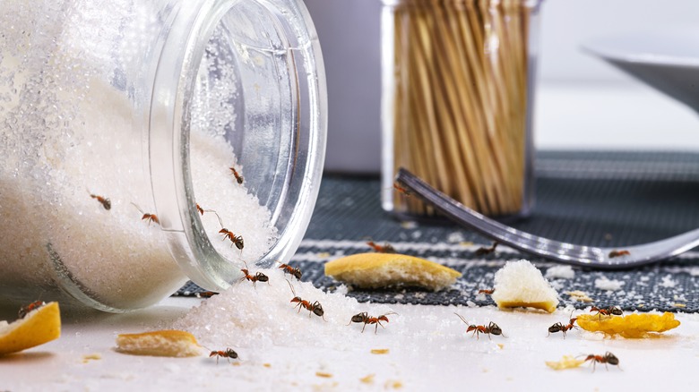 ants eating sugar