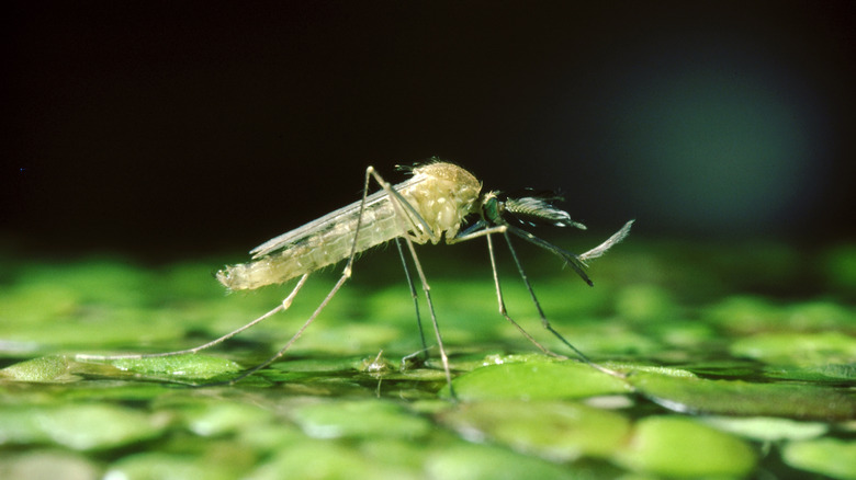 A mosquito on water