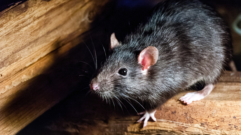 House rat sniffing around