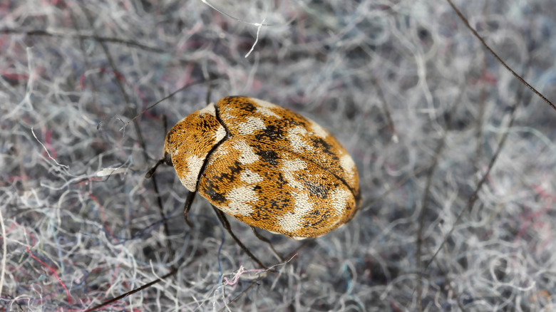 lo scarabeo dei tappeti mangia un tappeto