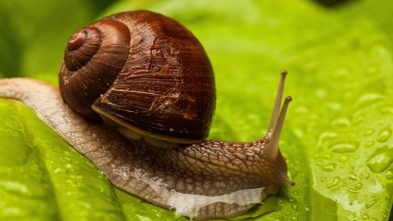 snail eating a leaf