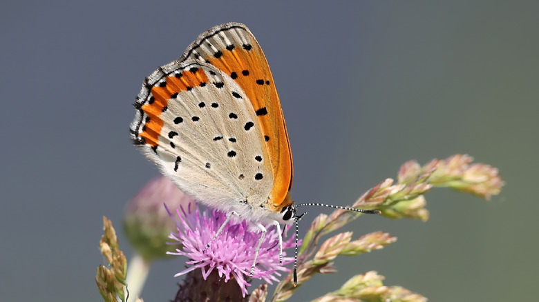 Bronze Copper Butterfly sitting on Marsh Thistle