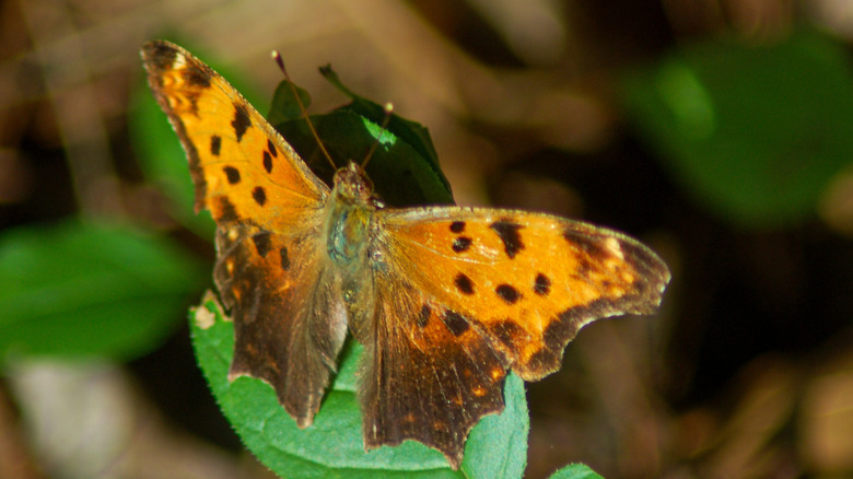 Eastern Comma butterfly with wings spread on a leaf