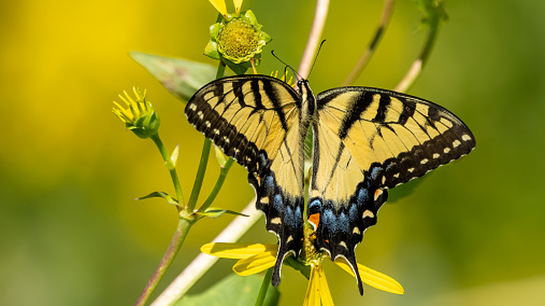 A male eastern tiger swallowtail butterfly feeding on a flower
