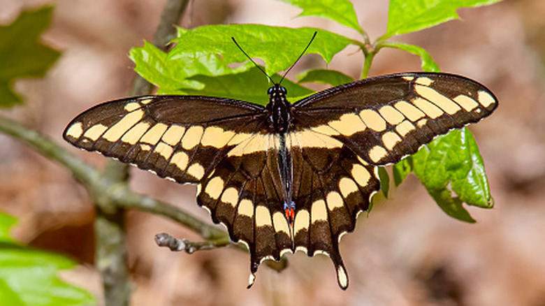 a giant swallowtail perching on the leaves of a young oak tree.