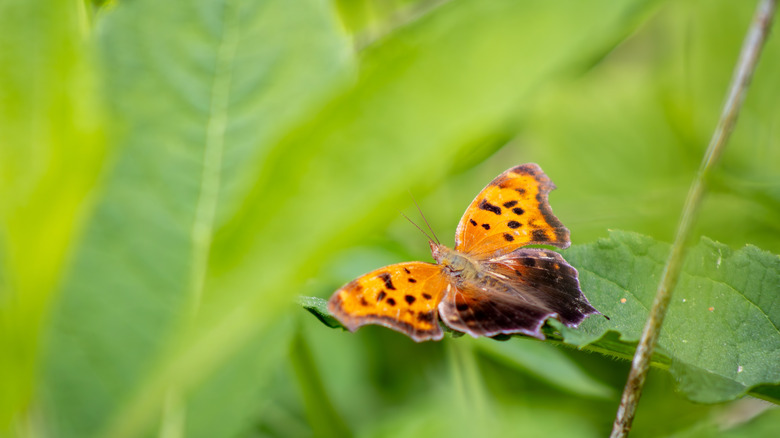 Gray Comma Butterfly Resting in Foliage