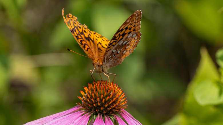 Great spangled fritillary sitting on a purple coneflower
