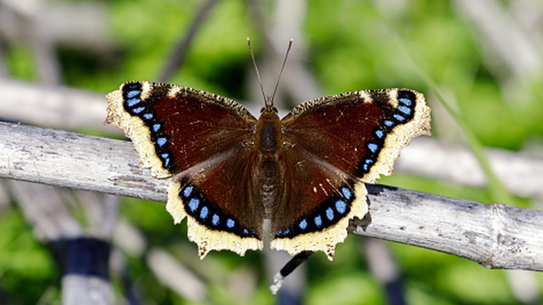 Mourning cloak butterfly basking on sunny day