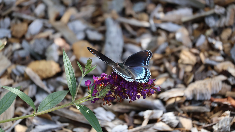 a Red-spotted purple butterfly on a bloom
