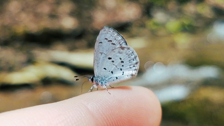 Spring azure butterfly siting on a finger