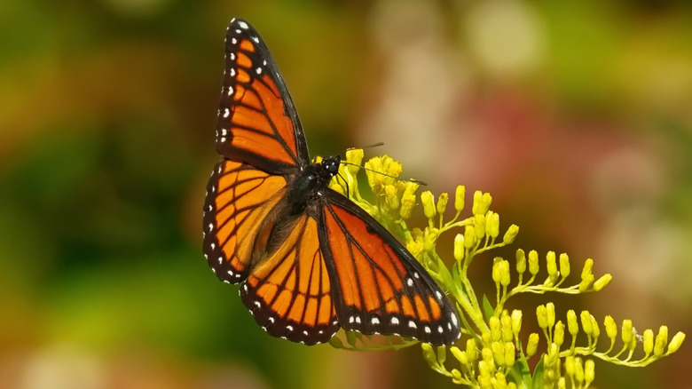 Viceroy butterfly on a plant with small flower buds