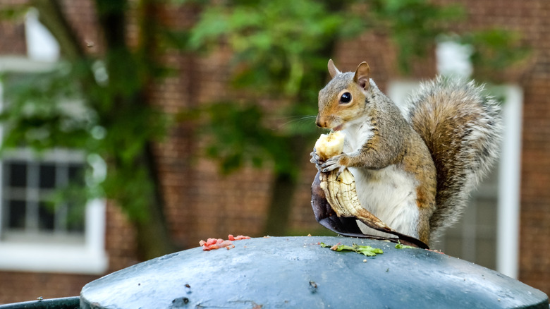 Squirrel eating a banana on top of a garbage can