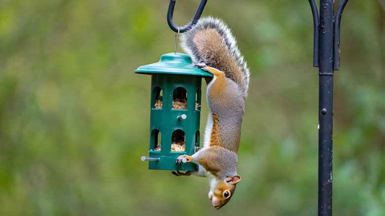Squirrel on green bird feeder
