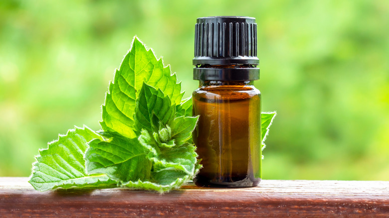 A bottle of peppermint essential oil next to peppermint leaves