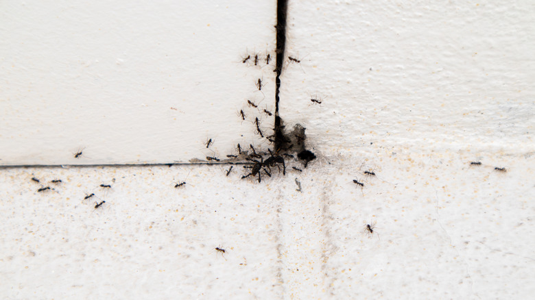 Black ants crawling around white floor
