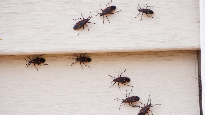 Boxelder bugs crawling around siding
