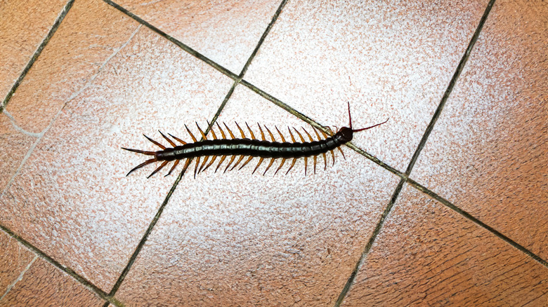 Centipede crawling on floor in home