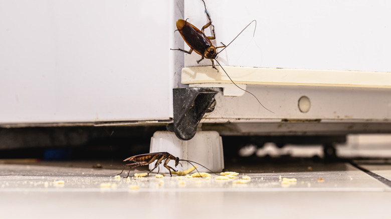 Cockroaches in kitchen