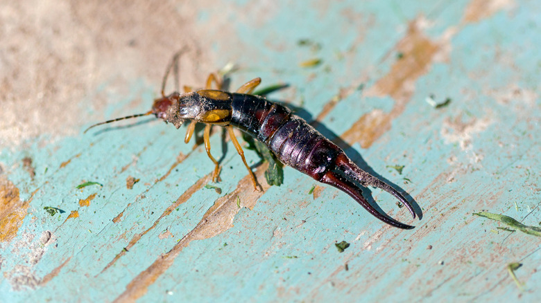 Close-up of an earwig