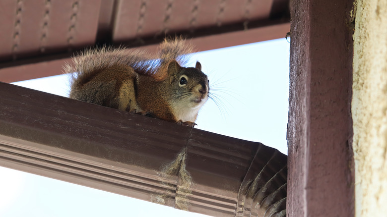 Squirrel on a gutter