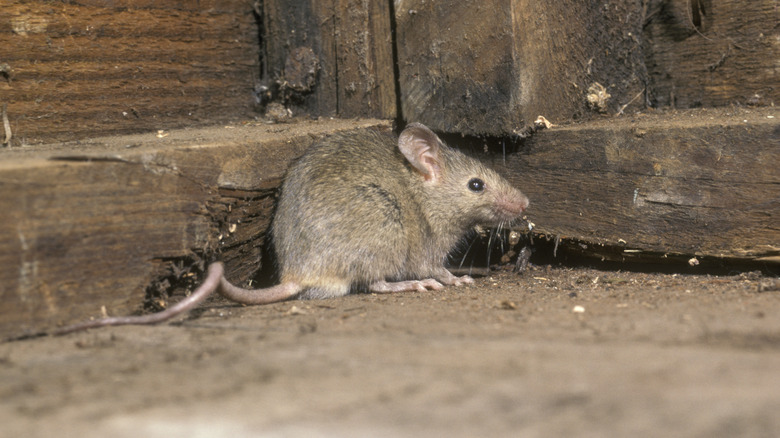 A house mouse near chewed floorboards