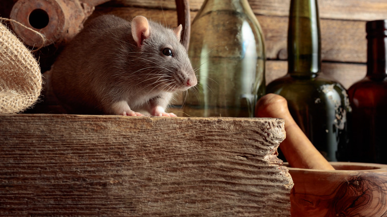 Rat on table with kitchen items
