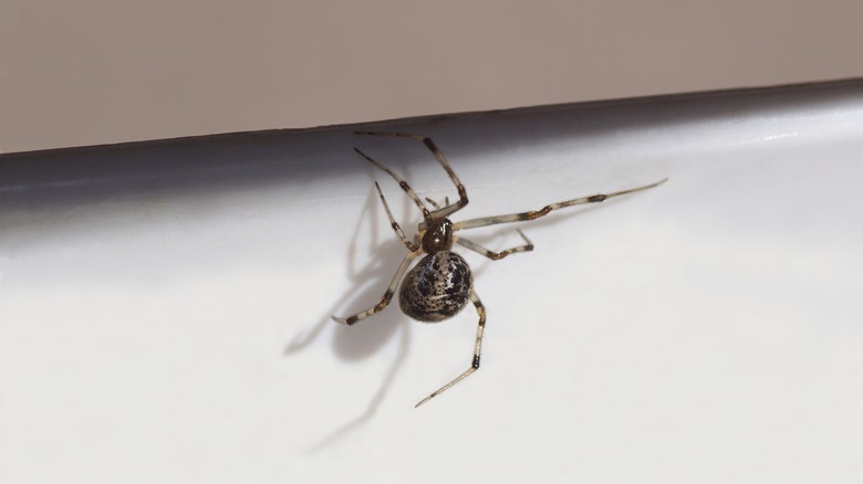 Common black and brown house spider in an American home