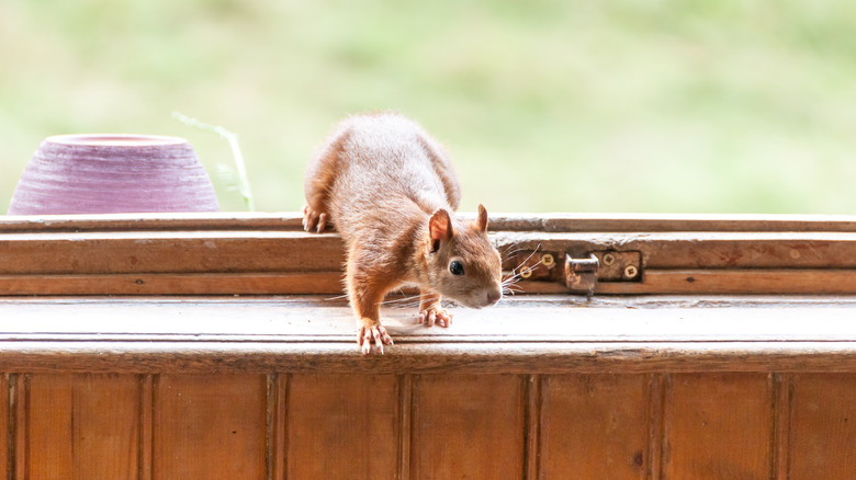 Squirrel entering an open window
