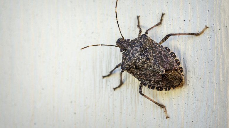 Brown stink bug on siding of home